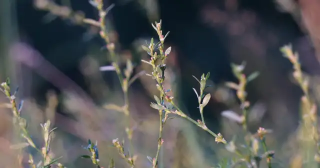 Skutki uboczne rdestu ptasiego - co musisz wiedzieć o zagrożeniach