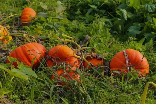 Dynie w ogrodzie: Sadzenie krok po kroku sukces gwarantowany!