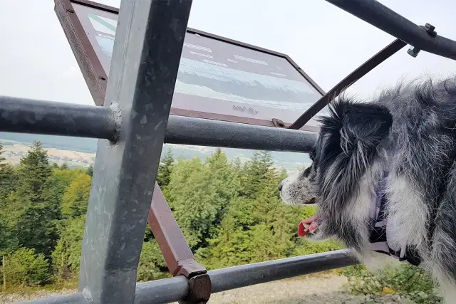 Gdzie z psem w Świętokrzyskim? Odkryj najlepsze trasy i miejsca