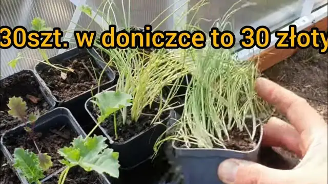 Kiedy sadzić rozsadę do gruntu? Terminy i wskazówki dla ogrodników