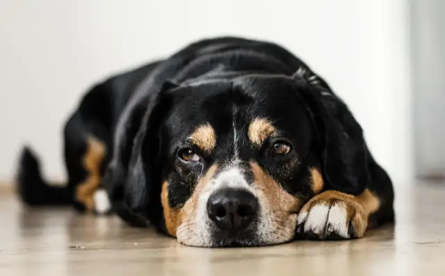 Jak długo trwa odrobaczanie psa? Czas działania i skuteczność metod