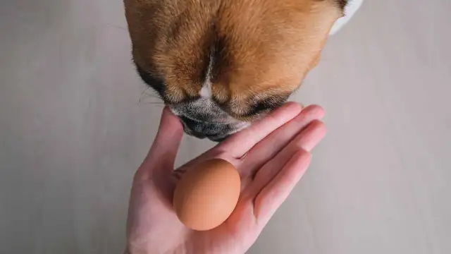 Czy pies może jeść surowe jajko? Odkryj ryzyka i bezpieczne alternatywy