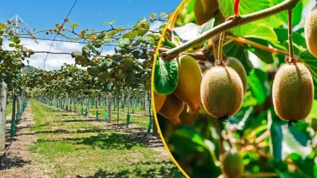 Kiwi: Zaskakujące pochodzenie. Gdzie rośnie i czy można zwiedzać plantacje?