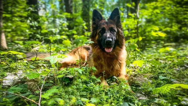 Owczarek niemiecki dla kogo? Sprawdź, czy to pies dla Ciebie