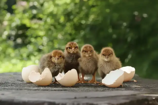 Czym karmić małe kurczaki, aby zapewnić im zdrowy rozwój?