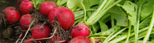 Jak uprawiać rzodkiewkę: unikaj najczęstszych błędów w ogrodzie