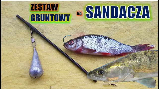 Skuteczne zbrojenie żywca na sandacza – unikaj najczęstszych błędów