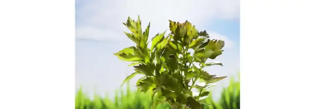 Kiedy siać lubczyk w doniczce, aby uzyskać zdrowe rośliny?