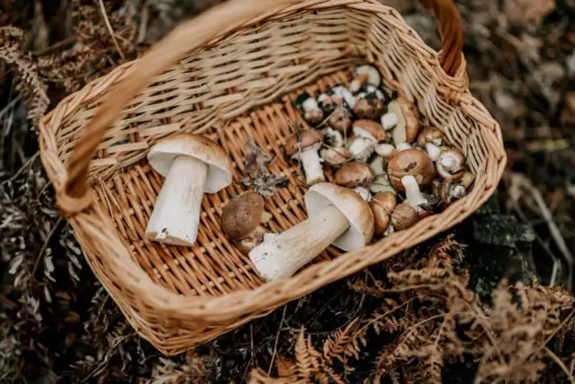 Gdzie na grzyby Kołobrzeg - najlepsze miejsca na udane zbiory