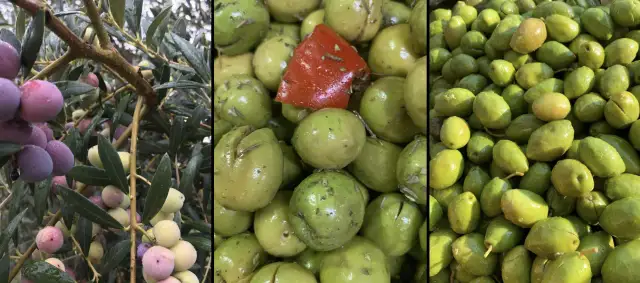 Gdzie kupić dobre oliwki? Odkryj najlepsze miejsca na zakupy