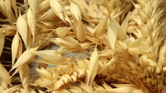 Ile jest VAT-u na zboże? Sprawdź aktualną stawkę i zmiany