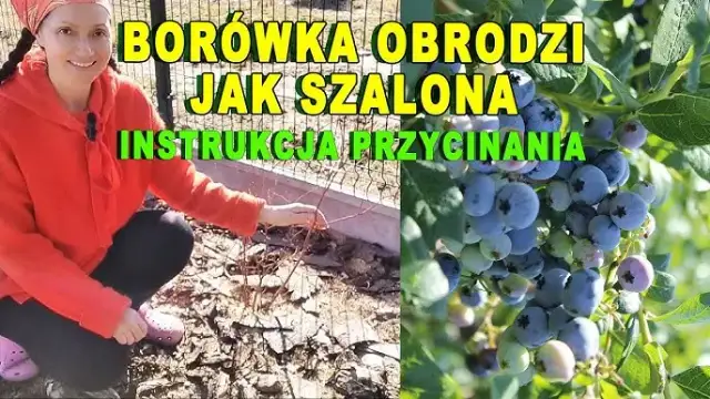Kiedy i jak przycinać borówkę amerykańską, aby uniknąć błędów w pielęgnacji