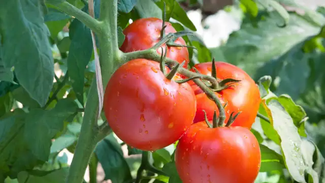Tomates rojos y jugosos colgando de una rama con hojas verdes y gotas de agua.