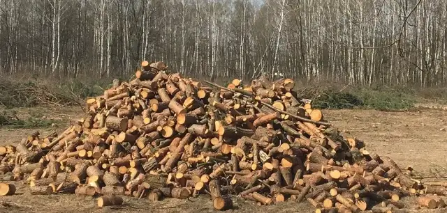 Jak zapobiec wycince drzew i chronić naturę przed zagładą