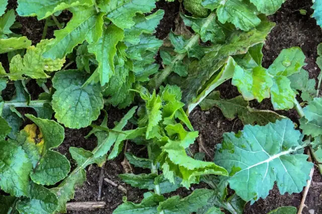 Świrzepa pospolita: Jak skutecznie zwalczyć ten uciążliwy chwast?