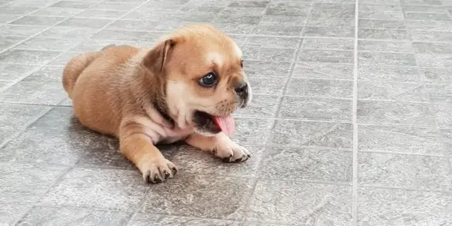 Czy szczeniaki szybko oddychają? Sprawdź, co to oznacza dla zdrowia