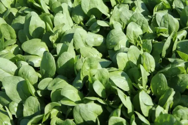 Jak uprawiać szpinak: najważniejsze błędy, których należy unikać