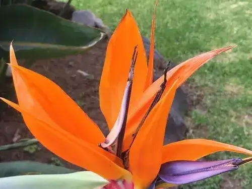 Strelicja w domu z kotem - skutki zatrucia i objawy, które musisz znać