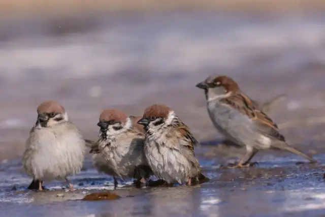 Wróble w mieście: Drapieżniki, ciche zagrożenia i jak im pomóc