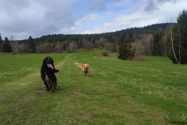 Gdzie na spacer z psem Lubelskie: najlepsze miejsca i porady dla właścicieli