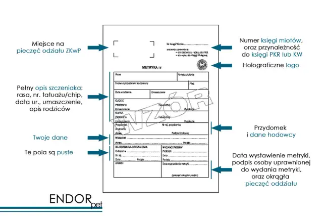 Rodowód psa: Jak wyrobić? Przewodnik krok po kroku (ZKwP)