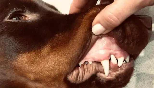 Ból zęba u psa: Co podać, jak pomóc i czego NIGDY nie robić