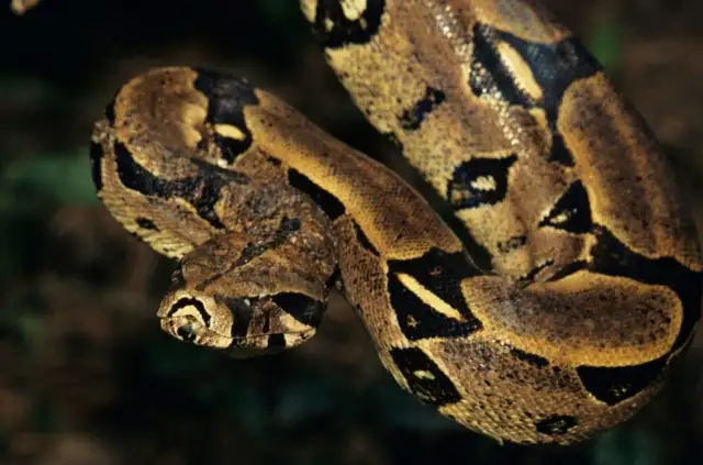 Czy wąż przywiązuje się do właściciela? Fakty, które musisz poznać