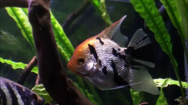 Jak hodować skalary: unikaj najczęstszych błędów w akwarystyce