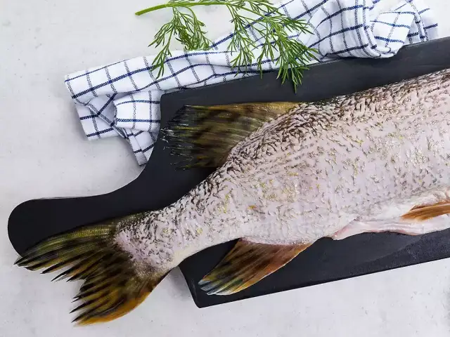 Cena za 1 kg szczupaka - ile kosztuje szczupak?