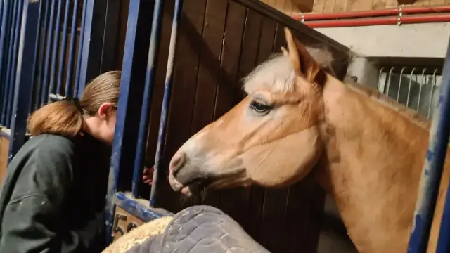 Stadnina koni Michałowice - odkryj wyjątkowe usługi i atrakcje