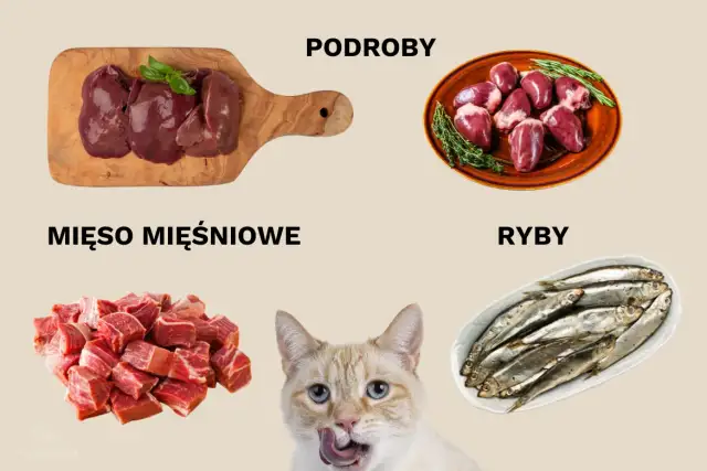 Kiełbasa dla kota: bezpieczne alternatywy i domowe przepisy
