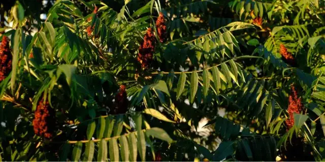 Drzewo chwast: dlaczego niektóre gatunki są groźne dla ekosystemu?