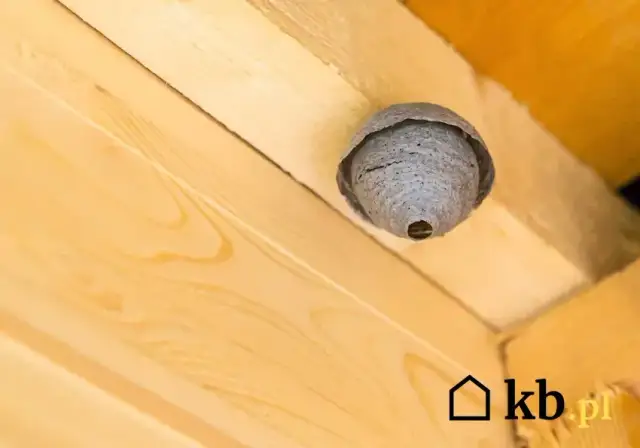 Usuń gniazdo szerszeni z poddasza: Bezpieczne sposoby i porady