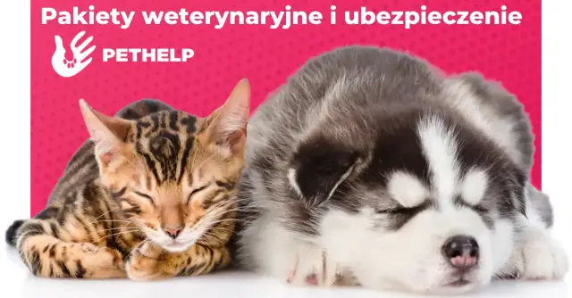 Kiedy z kotem do weterynarza? Kluczowe informacje dla właścicieli