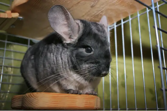 Szynszyla w klatce siedzi na drewnianej półce. Zastanawia się, co jedzą szynszyle, ale na razie nic nie je.