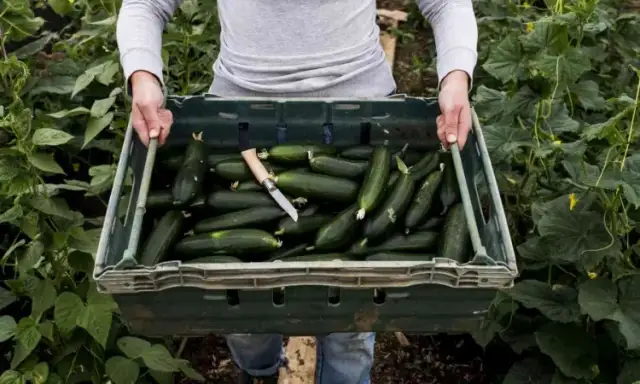Ile kcal ma cukinia? Zaskakujące fakty o jej kaloryczności