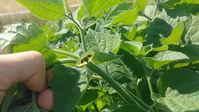 Jak uprawiać physalis - uniknij najczęstszych błędów w pielęgnacji