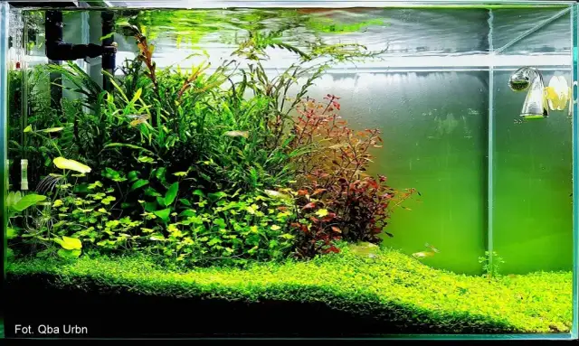 Jak ustawić deszczownicę w akwarium? Maksymalne natlenienie!