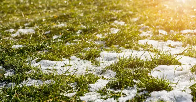 Zielona trawa przebija się przez resztki śniegu. Słońce zachęca do pierwszego nawożenia trawnika po zimie.