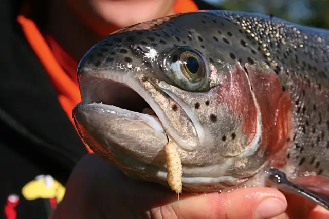 Welcher Köder für Forelle: Die besten Tipps für erfolgreichen Fang