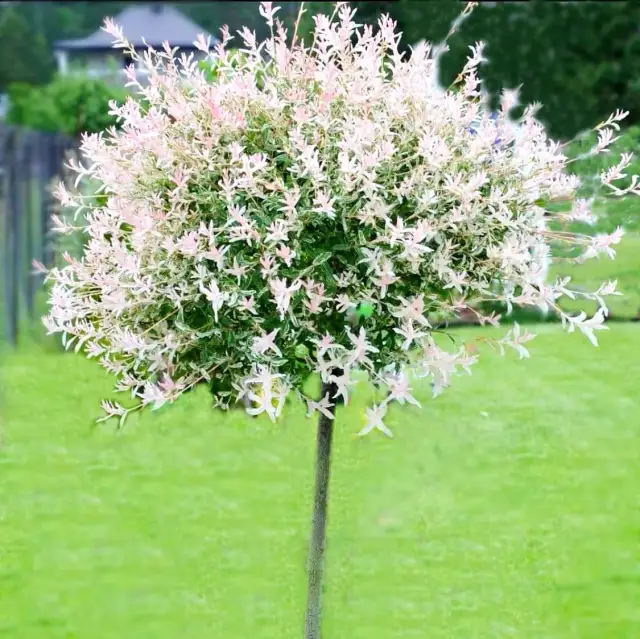 Co posadzić pod wierzba hakuro, aby stworzyć piękny cień?