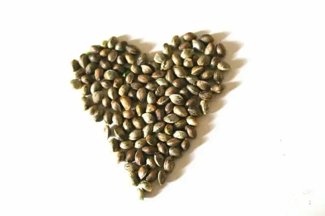 Certyfikowane nasiona konopi: poznaj ich jakość i odmiany w sprzedaży