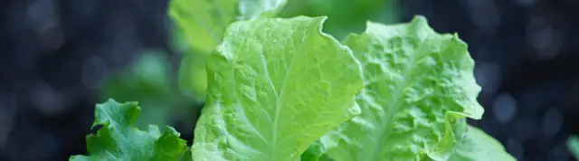 Jak uprawiać sałatę: sekrety udanej uprawy i uniknięcia błędów