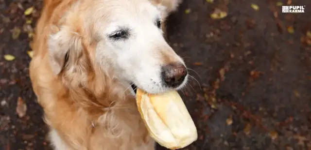 Czy pies może jeść chleb z pasztetem? Ryzyka i bezpieczne smakołyki