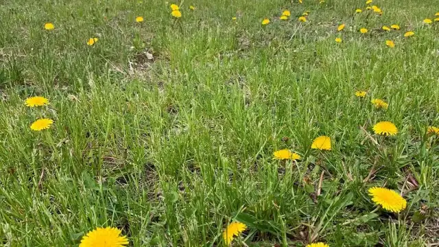 Żółte chwasty: Jak rozpoznać i skutecznie zwalczyć? Poradnik