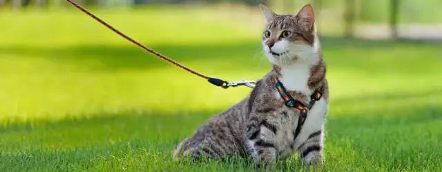 Jak zrobić obrożę dla kota, aby była bezpieczna i wygodna dla zwierzaka