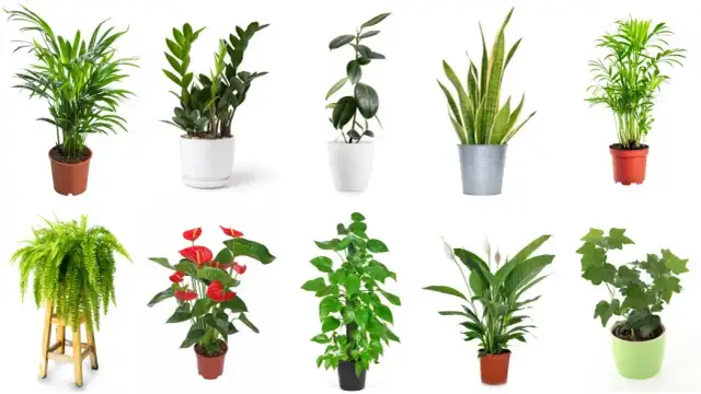 Smog w domu: Oczyszczacze, rośliny, nawyki co naprawdę działa?