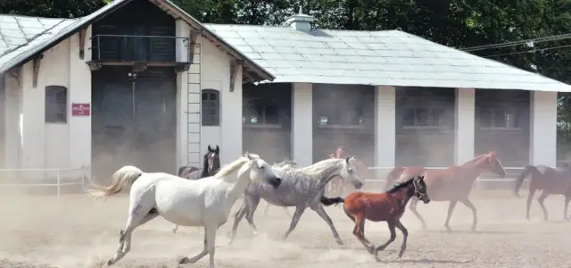 Stadnina Koni Janów Podlaski: Odkryj sekrety polskiej legendy