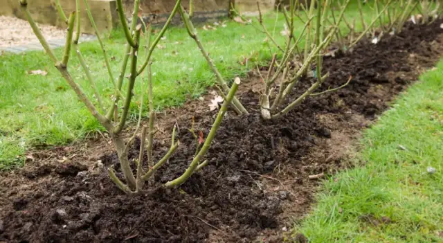 Kiedy sadzić róże, aby uniknąć błędów i cieszyć się pięknem kwiatów