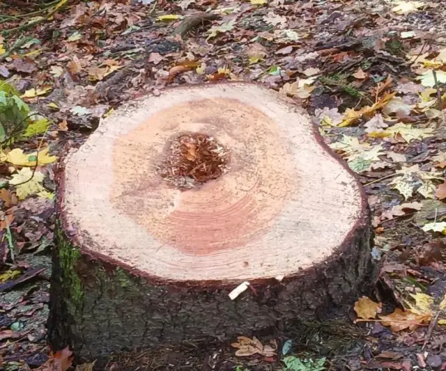 Czy potrzebne jest zezwolenie na wycięcie drzewa? Sprawdź zasady.
